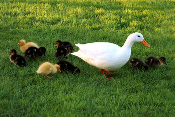 Ducks - Kostenloses image #363793